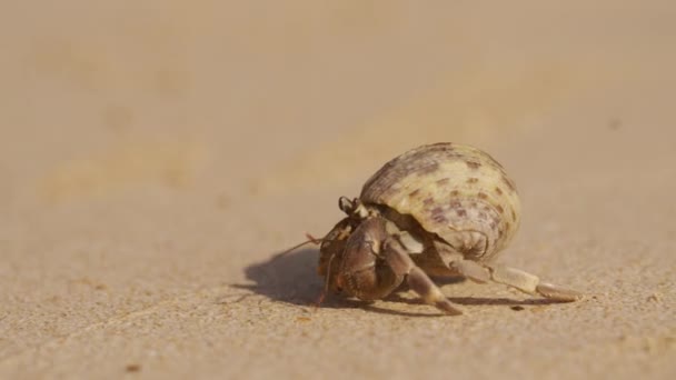 왜가리의 모래가 해변을 빠르게 기어다닌다 — 비디오