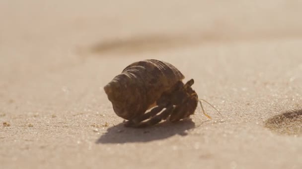 타이의 해변에서 왜가리가 기어다닌다 — 비디오