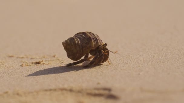 Petit Crabe Ermite Marche Lentement Long Côte Coucher Soleil — Video