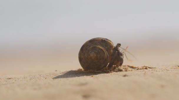 껍데기를 지나면서 모래가 해변을 다닙니다 — 비디오