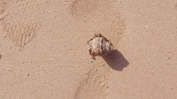 砂浜を這いながら地面に影を落とす隠者のカニのトップビュー — ストック動画