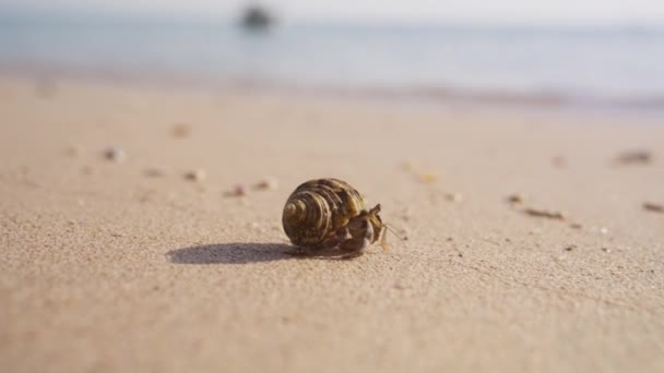 Granchio Eremita Che Cammina Sulla Sabbia Contro Onde Dell Oceano — Video Stock