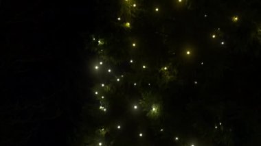 Yükseğe doğru hareket eden bir eğim, karanlık gece gökyüzüne karşı yıldızla süslenmiş uzun bir noel ağacında Noel ışıklarını gösteriyor.