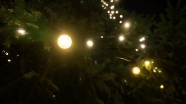 Bir çam ağacının yapraklarının yakın çekimi ve rüzgarda sallanan sarı iplik ışıkları.