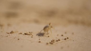 Tayland 'ın tropikal sahillerinde küçük bir yengeç kumun içinde sürünür.