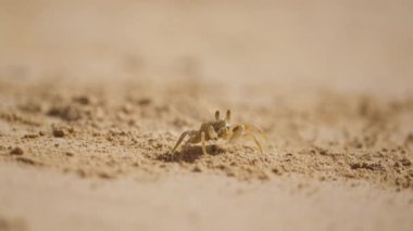 Küçük bir yengeç kumsalda dinlenirken kendini besler.