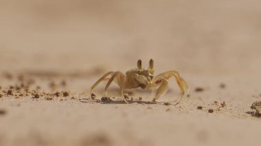 Tropikal bir plajda kendini beslerken kumda yürüyen bir yengecin yakın plan çekimi.