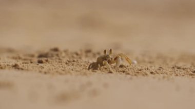 Küçük bir yengeç kum yuvasından çıkar ve Tayland 'da tropik bir sahilde yiyecek arar.