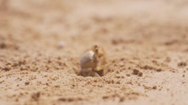 Küçük bir yengeç kum çukurundan çıkar ve gündüz kumsalda yürümeden önce gözlerini oynatır.