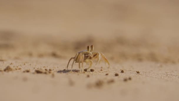 Gros Plan Crabe Nourrissant Sur Sable Avant Marcher Ramper Dans — Video