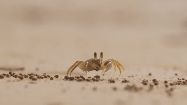 一只小螃蟹用爪子采食 在泰国沙滩上觅食 — 图库视频影像