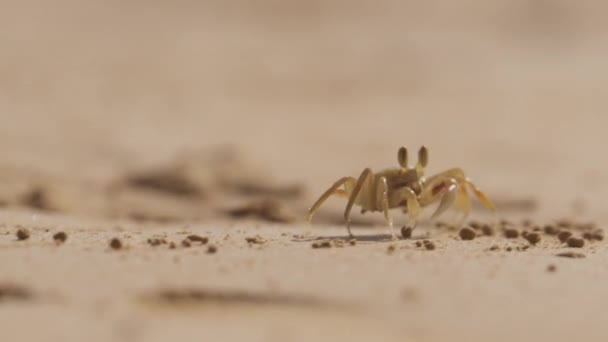 Eine Kleine Krabbe Kriecht Und Sitzt Einem Sandstrand Während Sie — Stockvideo