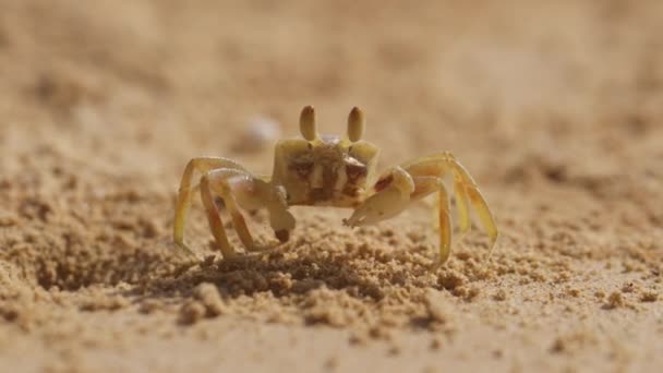 Gros Plan Petit Crabe Marchant Nourrissant Sur Sable Après Avoir — Video