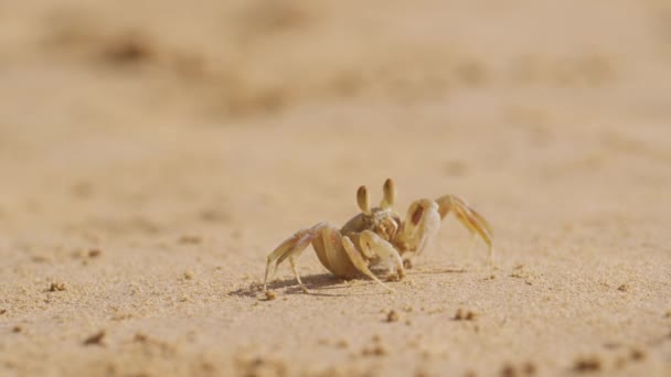 Crabe Rampe Secoue Son Corps Tout Mâchant Nourrissant Sur Une — Video