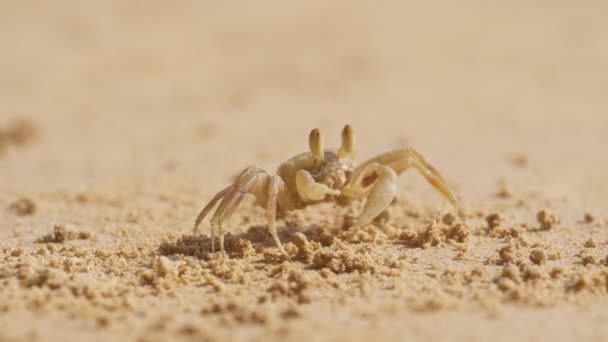 Petit Crabe Mâche Sable Avant Éloigner Caméra — Video
