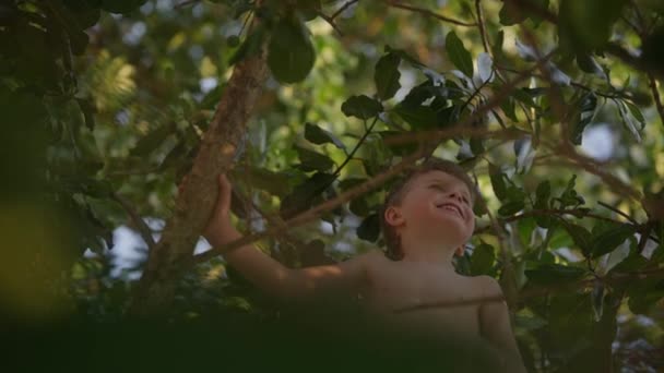 Lovitură Unghi Scăzut Unui Băiat Zâmbind Timp Ajungea Ramură Copac — Videoclip de stoc
