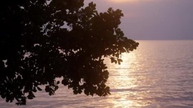 Gün batımı Tayland 'da sakin bir plajın sakin sularında ön planda bir ağaç silueti ile yansıyor.