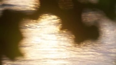 Gün batımı Tayland 'da sakin bir plajın sakin sularına yansıyor. Ön planda bulanık bir yaprak silueti var.