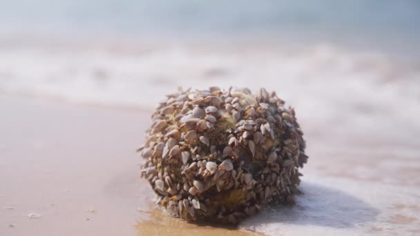 Detailní Záběr Shluku Pavouků Připevněných Skále Tropické Pláži Thajsku Během — Stock video