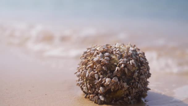Detailní Záběr Kokosového Ořechu Shlukem Husích Krků Tropické Pláži Thajsku — Stock video