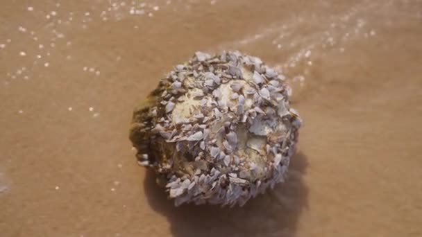Detailní Záběr Kokosového Ořechu Husím Krkem Barnacles Pěnivé Tekoucí Vody — Stock video
