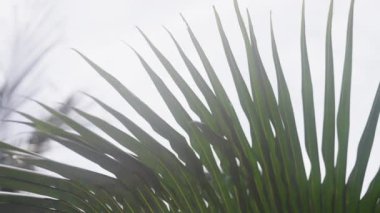 Bir palmiye ağacının uzun yapraklarının yakın plan üzerinde parlak beyaz gökyüzü