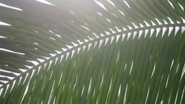 Palmiye ağacının alt tarafındaki yaprakların yakın plan beyaz gökyüzü arkaplanına karşı