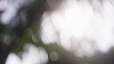 Palmiye ağaçlarının altında gökyüzünden gelen güneş ışığına karşı Bokeh etkisi