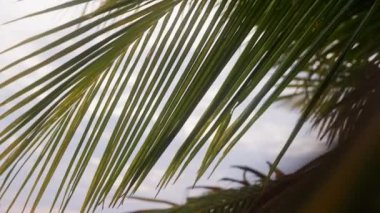 Tayland 'da bir tropik adanın bulutlu gökyüzüne karşı yeşil palmiye yaprakları.