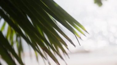 Yeşil palmiye yapraklarını yakın plan çekimde rüzgarda sallanırken arkasında parlak bir okyanus var.
