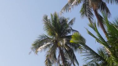 Hindistan cevizli palmiye ağaçlarının düşük açılı görüntüsü güneşli mavi gökyüzü arkaplanına karşı