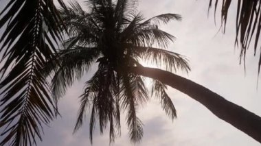 Düşük açı, bir palmiye ağacının siluetini ve yukarıdaki gökyüzünde batan güneşi gösterir.