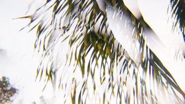 Palmiye yaprakları etrafında parlak bir arkaplan üzerinde çift pozlama efekti