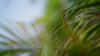 Kamera, bulanık bir palmiye ağacının uzun dallarına ve yapraklarına odaklanıyor.