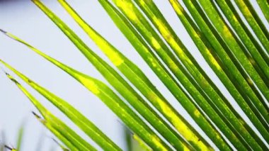 Sarı benekli yeşil palmiye yapraklarının yakın plan çekimi gündüz vakti rüzgarda sallanıyor.