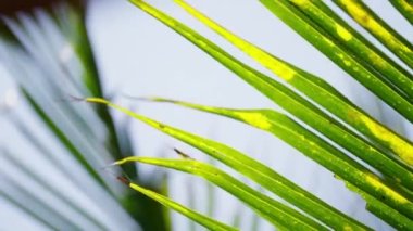 Uzun palmiye yapraklarının yakın plan çekimleri rüzgarda sallanırken gündüz vakti çekiliyor.