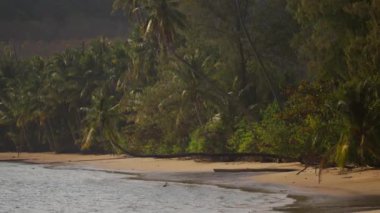 Tayland 'da tropik bir plajın kıyısındaki palmiye ağaçlarının manzarası