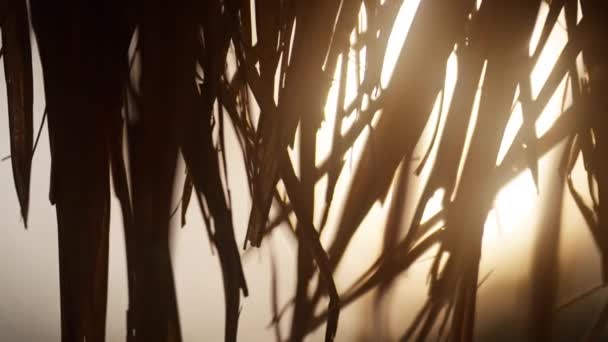 熱帯タイのビーチのヤシの葉の後ろから撮影された明るい夕日 — ストック動画