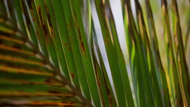 绿棕榈叶的特写 阳光下有晒干的褐色斑点 — 图库视频影像