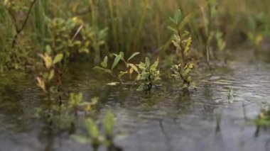 Sağanak yağış sırasında çekilmiş bir gölette yeşil bitkilerin ve çimenlerin yakın çekimi