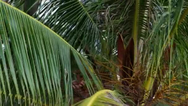 Çocuk Tayland Gündüz Vakti Kamera Palmiye Ağaçlarının Yapraklarına Zumlarken Hindistan — Stok video