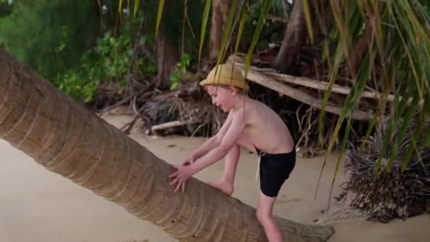 在泰国的海滩上 一个小男孩走向并爬上一棵弯曲的棕榈树的白天照片 — 图库视频影像