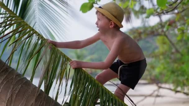 Kendini Dengelemek Için Yapraklarını Tutarken Eğri Bir Palmiye Ağacına Tırmanmaya — Stok video