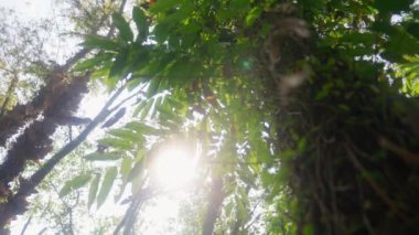Tayland 'da parlak güneşe karşı ağacın yapraklarına doğru yakınlaşan bir video.