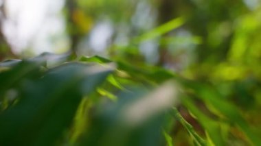 Tayland 'da gündüz vakti sarı ve kahverengi yapraklı bir ağacın yakın plan çekimi.