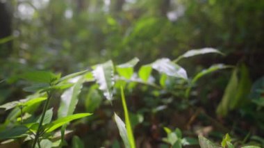 Tayland 'da tropikal bir ormandaki bitkilerin yapraklarına doğru hareket eden bir kamera.