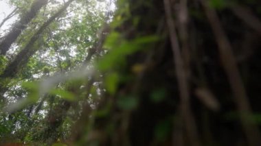 Gündüz vakti Tayland 'daki yemyeşil tropikal ormanı gözler önüne seren bir çekim.