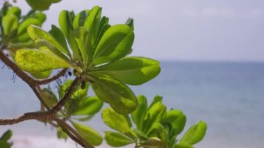 Tayland 'da bir plajda bulunan Scaevola Taccada bitkisinin yakın çekimi.