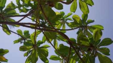 Tayland 'da gündüz vakti mavi gökyüzüne doğru alçak açılı bir ağaç yaprağı görüntüsü