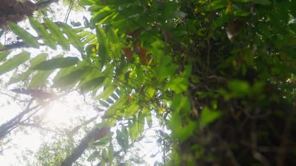 Lovitură Unghi Scăzut Unui Copac Înconjurat Alți Copaci Împotriva Soarelui — Videoclip de stoc